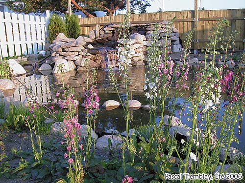 Faire un jardin d'eau / Bassin ou étang au jardin à la maison - Les plantes aquatiques
