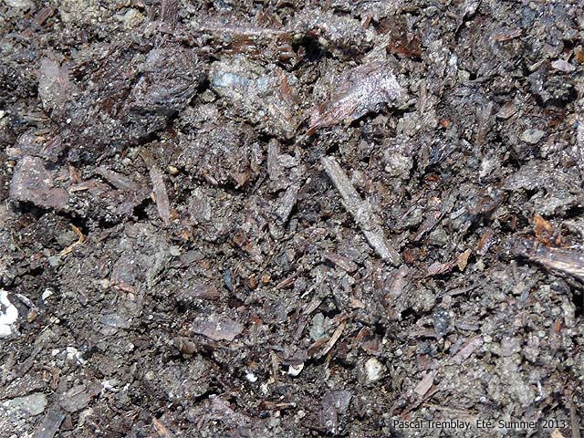 Le Compost - Mlange de substrat pour balconnire