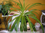 Plante Araigne - Chlorophytum comosum 'Vittatum'