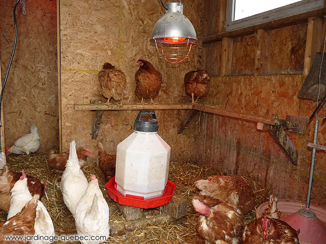 Construire un Poulailler Quatre Saisons - Lampe chauffante pour poulailler au-dessus d'un abreuvoir pour poulailler
