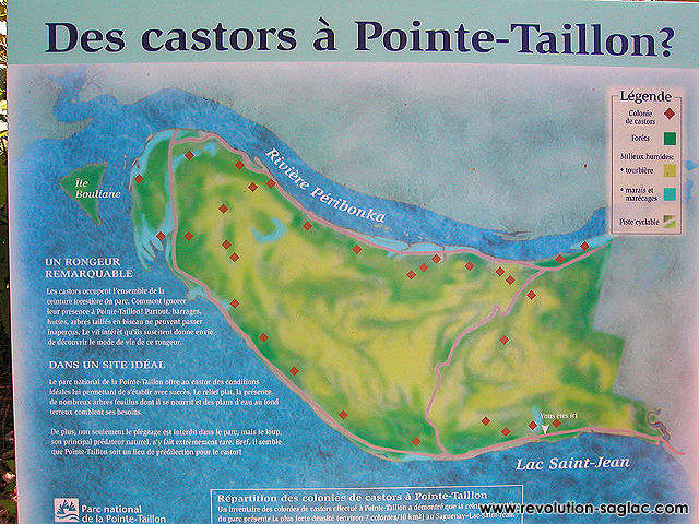 Castor Pointe Taillon