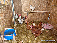 Heated and insulated chicken coop / Poultry house Free Plan