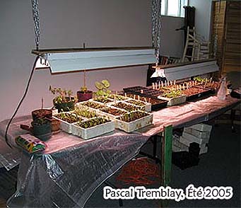 Growing Table - Seedlings Table - Start seeds indoors