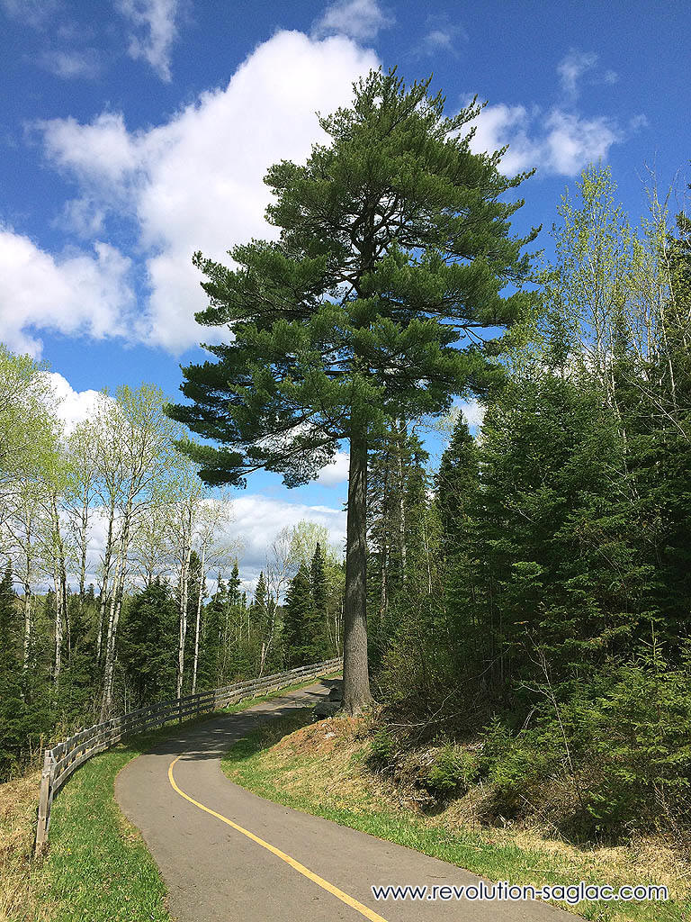 Le Vieux Pin de la Rivière-aux-Sables à Jonquière - Curiosités Saguenay-Lac-Saint-Jean