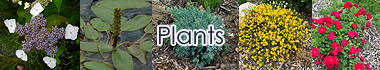 Plants Diectory - Quebec Plant Directory - Plants list