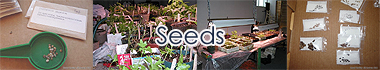 Seeds - Seed germination - Starting seeds indoor - Seedlings