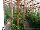 Garden Greenhouse - Greenhouses plans - Backyard greenhouse