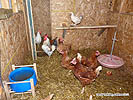 Hen house - Hen coops - Chicken House - Raising chickens