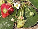 Plants Directory - Growing strawberries - Berries