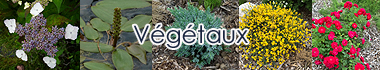 Plantes Québec - Végétaux - Identification plantes