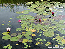 tang de Jardin - Construire un tang - Bassin de jardin