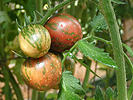 Planter des Tomates - Attacher des plants de tomates - Culture de la tomate de serre
