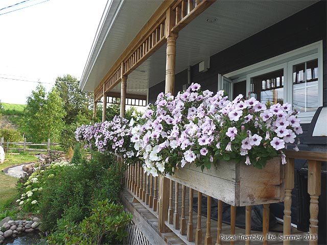 Amnager une terrasse - Dcoration par les fleurs
