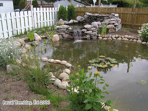 Bassin extrieur / tang au jardin - Jardinage aquatique - Filtration naturelle