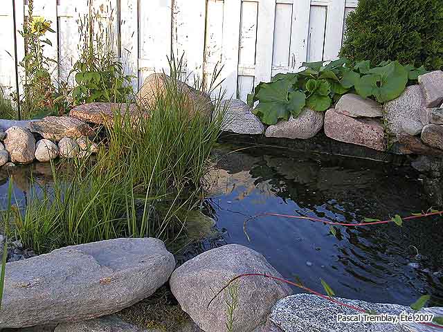 Filtre pour bassin - Mousse de tourbe - Filtration naturelle d'un bassin extérieur