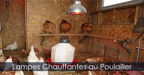 Lampes Chauffantes pour Poulaillers - Ampoule Céramique Infrarouge