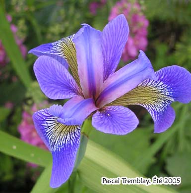 Iris versicolor