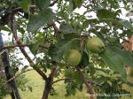 Fruits des pommiers