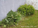 Rhubarbe et Tanaise