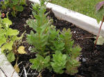 Sedum kamtschaticum