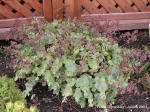 Sedum Spurium