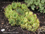 Sempervivum