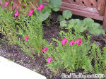 Linum grandiflorum rubrum