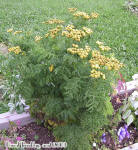 Tanacetum Vulgare