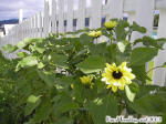 Valentine Sunflower