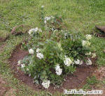 Hydrangea paniculata