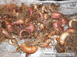Bulbes de Gla�euls