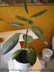 Ficus elastica - Caoutchouc