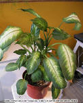 Dieffenbachia - Dieffenbachia Camilla