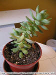 Sedum nussbaumerianum