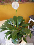 Lis de la paix - Spathiphyllum sp.