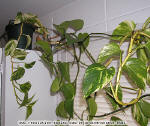 Philodendron grimpant - Philodendron scandens oxycardium
