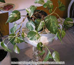 Pothos - Epipremnum aureum