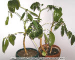 Schefflera - Schefflera actinophylla