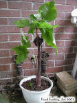 Arisaema Triphyllum