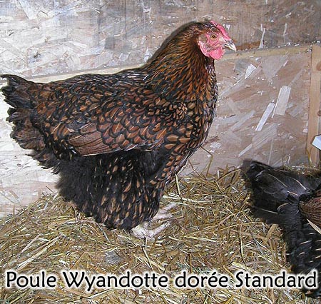 Poule Wyandotte standard