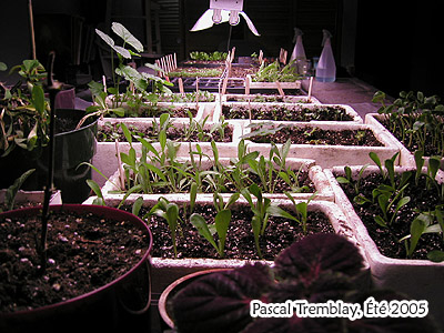 Table à semis et lampes fluorescentes - Les Semis - Plants sous la lumière - Culture hydroponique