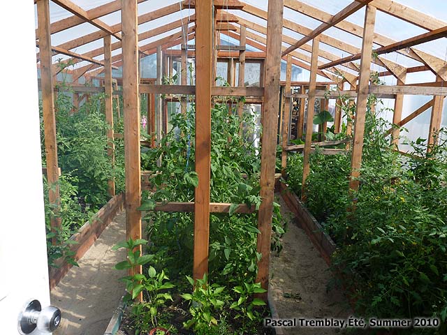 Cultiver des Tomates de serres - Serre en bois / Serre en verre / Allée de serre / Culture en serre / Effet de serre