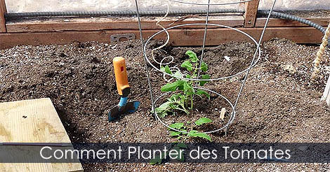 Comment planter et attacher des plants de tomates en serre