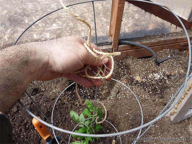 tuteurer plants de tomate - comment tuteurer pieds de tomates