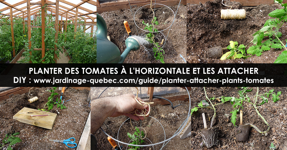 Planter tomates