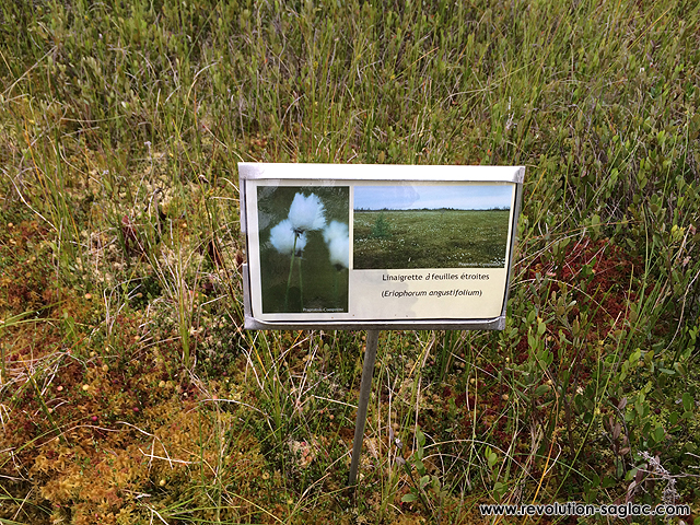 Linaigrette