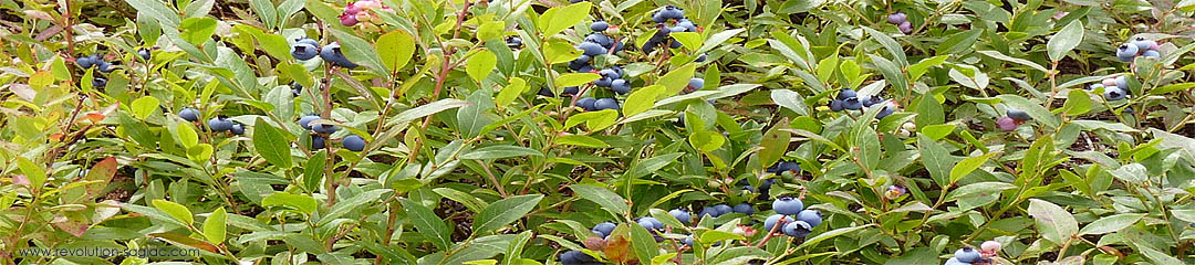 Photos et Vidéos du Saguenay-Lac-Saint-Jean - Plants de bleuets du Lac Saint-Jean