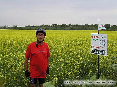 Vlouroute des bleuets, Saint-Henri-de-Taillon, canola