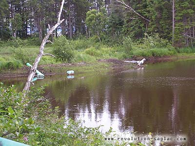 Vlouroute des bleuets, Saint-Henri-de-Taillon, castor