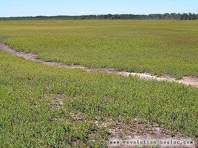 Vloroute des bleuets Albanel, bleuetire